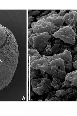 Investigadores de Coimbra descobrem planta com 87 milhões de anos em Aveiro